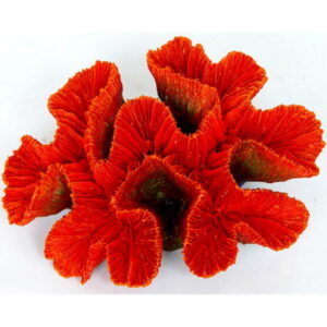 Betta Red Ridge Coral is a colourful resin ornament which is great for freshwater and marine aquariums. When this is combined with other coral ornaments, it will help brighten up any aquarium. Approximate dimensions 14cm (w) x 4cm (h) x 10cm (d).