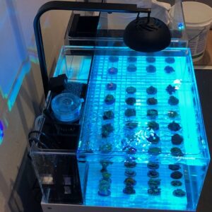 acrylic frag aquarium great for culturing your frags