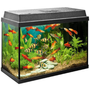 Entry into aquariums at the highest technical level. Modern LED lighting and efficient filtering round of the Primo concept perfectly. The safety base frame ensures especially safe positioning and allows you to set up your aquarium easily, with no need for special supports. Skilful workmanship, high-quality materials and perfectly coordinated technology ensure a maximum of quality and safety. This guarantees the longevity of the Primo 60 LED.