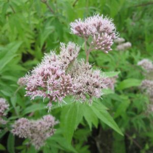 Hemp Agrimony (Eupatorium cannabinum) A great native plant for late summer colour. This tall marginal produces domed shaped flower clusters which are a dusky pink in colour. 