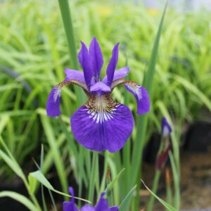 Iris Sibirica - Siberian Iris A marginal iris with sword-like leaves. It has long green grass-like leaves