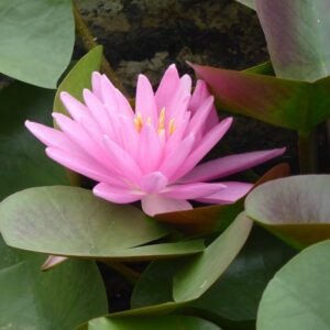 Nymphaea Rose Arey Water Lily