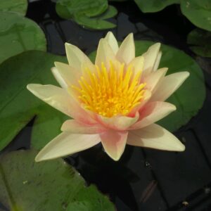Nymphaea Paul Hariot Lily