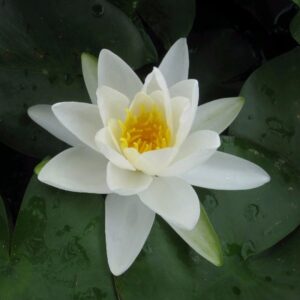 Nymphaea Gladstoniana Lily